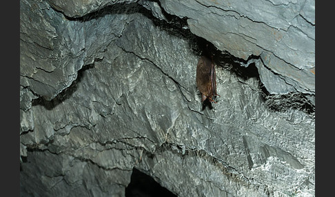 Mausohr (Myotis myotis)