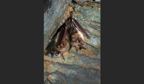 Mausohr (Myotis myotis)