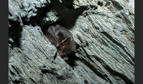 Mopsfledermaus (Barbastella barbastellus)