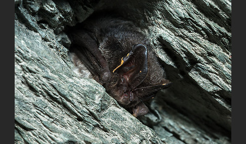 Mopsfledermaus (Barbastella barbastellus)