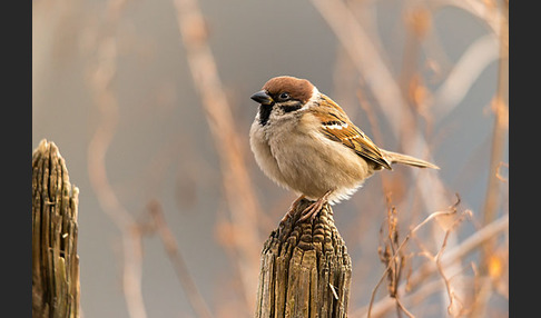 Feldsperling (Passer montanus)