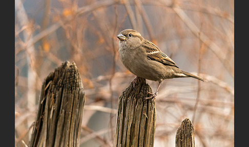 Haussperling (Passer domesticus)