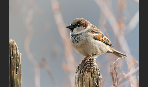 Haussperling (Passer domesticus)