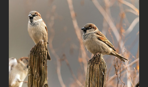 Haussperling (Passer domesticus)