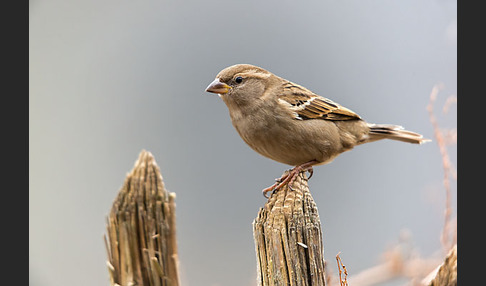 Haussperling (Passer domesticus)