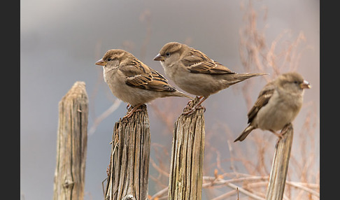 Haussperling (Passer domesticus)