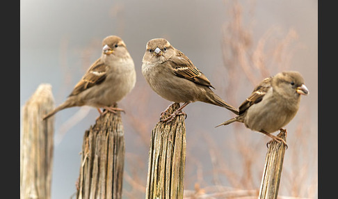 Haussperling (Passer domesticus)