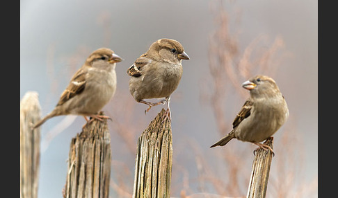 Haussperling (Passer domesticus)