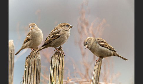 Haussperling (Passer domesticus)