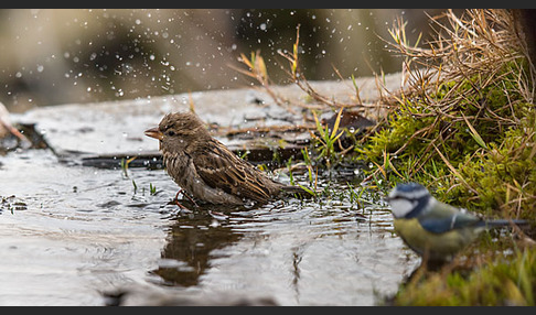 Haussperling (Passer domesticus)