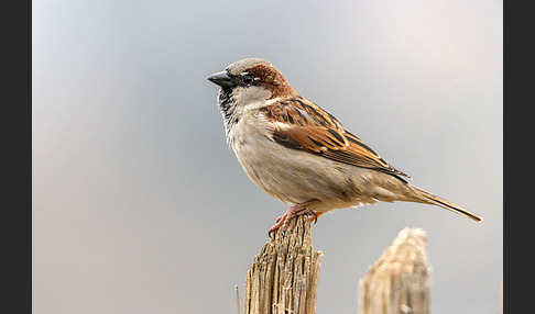 Haussperling (Passer domesticus)