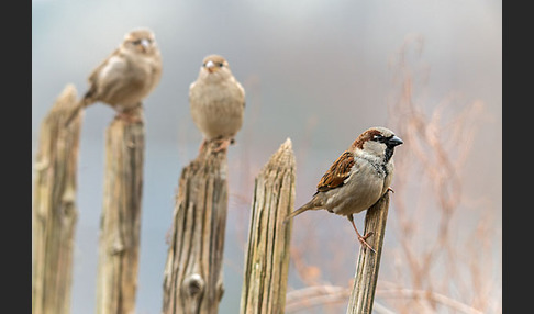 Haussperling (Passer domesticus)