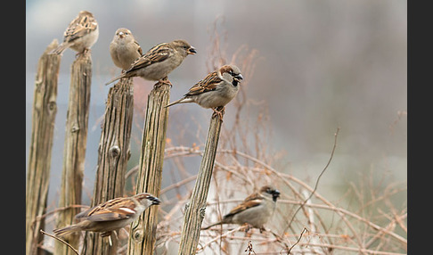 Haussperling (Passer domesticus)