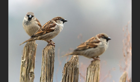 Haussperling (Passer domesticus)