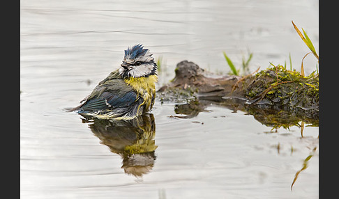 Blaumeise (Parus caeruleus)