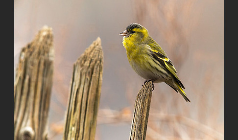 Erlenzeisig (Carduelis spinus)