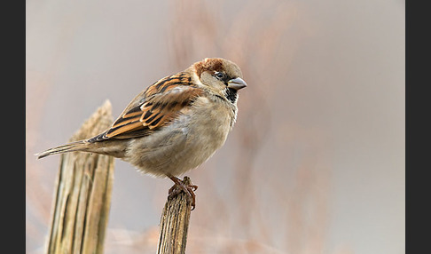 Haussperling (Passer domesticus)