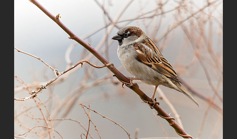 Haussperling (Passer domesticus)