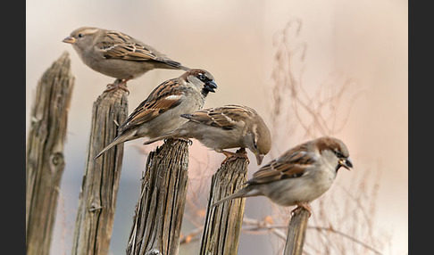 Haussperling (Passer domesticus)