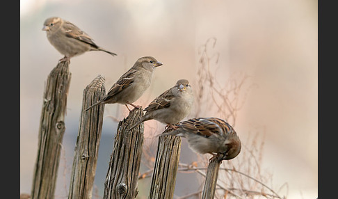 Haussperling (Passer domesticus)