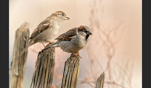 Haussperling (Passer domesticus)