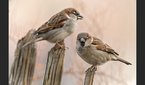 Haussperling (Passer domesticus)