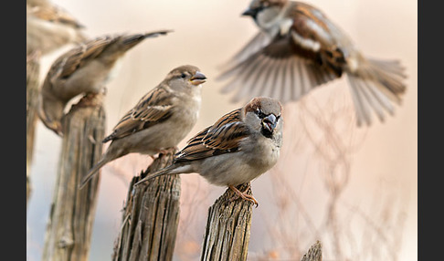 Haussperling (Passer domesticus)