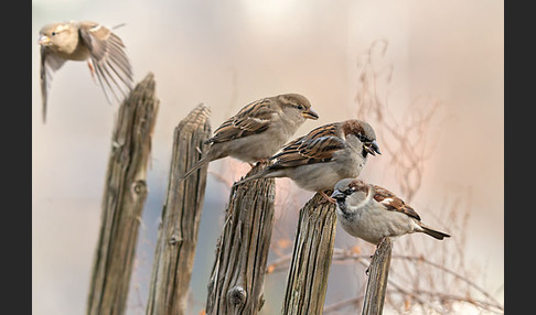 Haussperling (Passer domesticus)