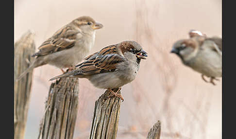 Haussperling (Passer domesticus)