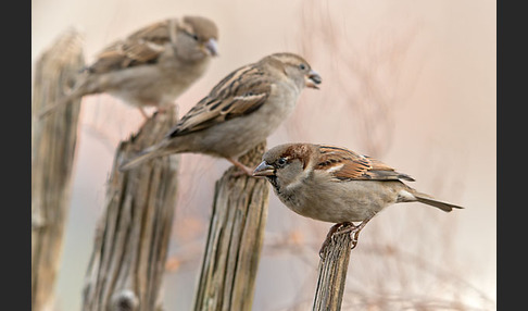 Haussperling (Passer domesticus)