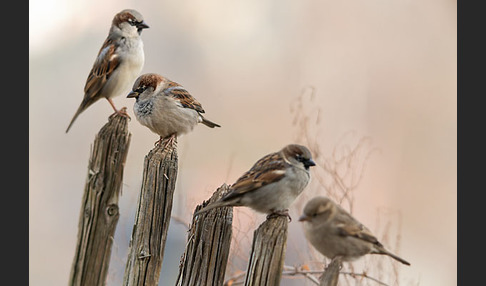 Haussperling (Passer domesticus)