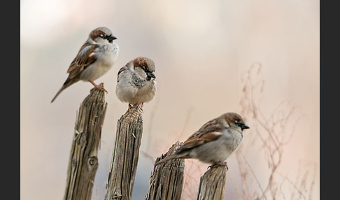 Haussperling (Passer domesticus)