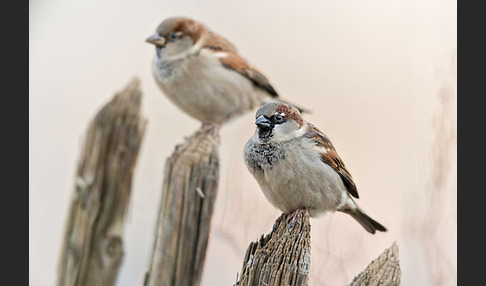 Haussperling (Passer domesticus)