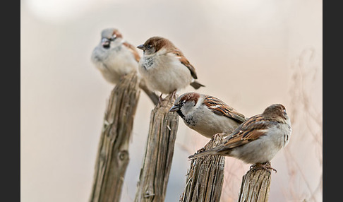 Haussperling (Passer domesticus)