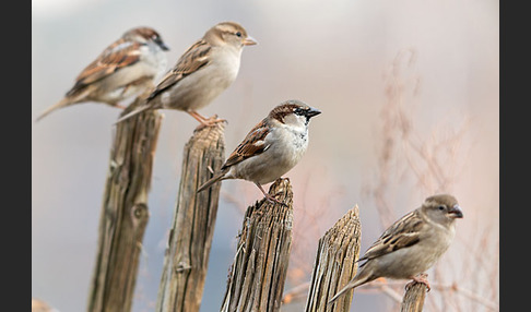 Haussperling (Passer domesticus)