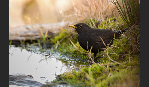 Amsel (Turdus merula)