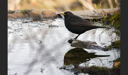 Amsel (Turdus merula)