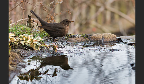 Amsel (Turdus merula)