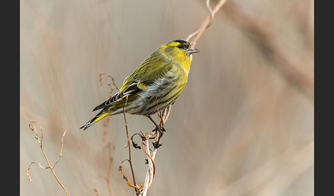 Erlenzeisig (Carduelis spinus)