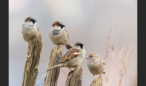 Haussperling (Passer domesticus)