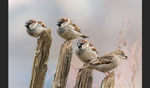 Haussperling (Passer domesticus)