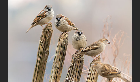 Haussperling (Passer domesticus)