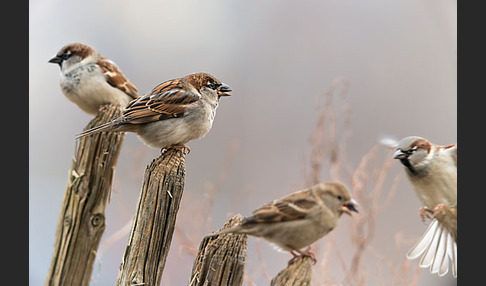 Haussperling (Passer domesticus)