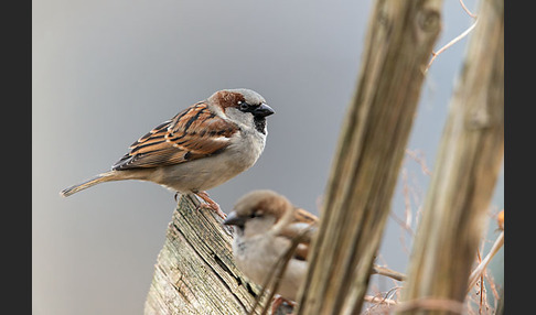 Haussperling (Passer domesticus)