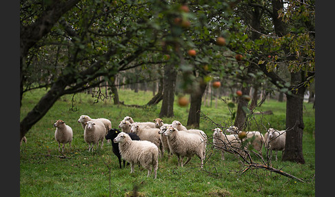 Skudde (Ovis gmelini aries sspec.1)