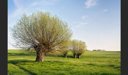 Frühling (spring)