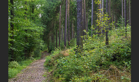 Thüringen (Thuringia)