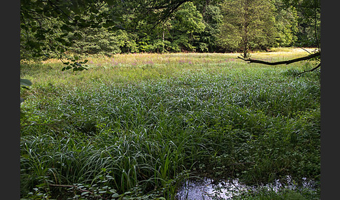 Thüringen (Thuringia)