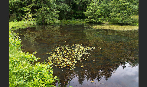 Thüringen (Thuringia)