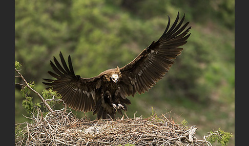 Mönchsgeier (Aegypius monachus)